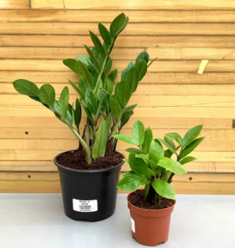 Down To Earth Plant - 10" ZZ