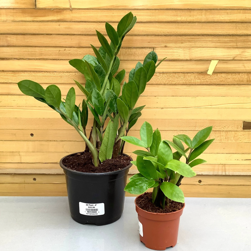 Down To Earth Plant - 10" ZZ