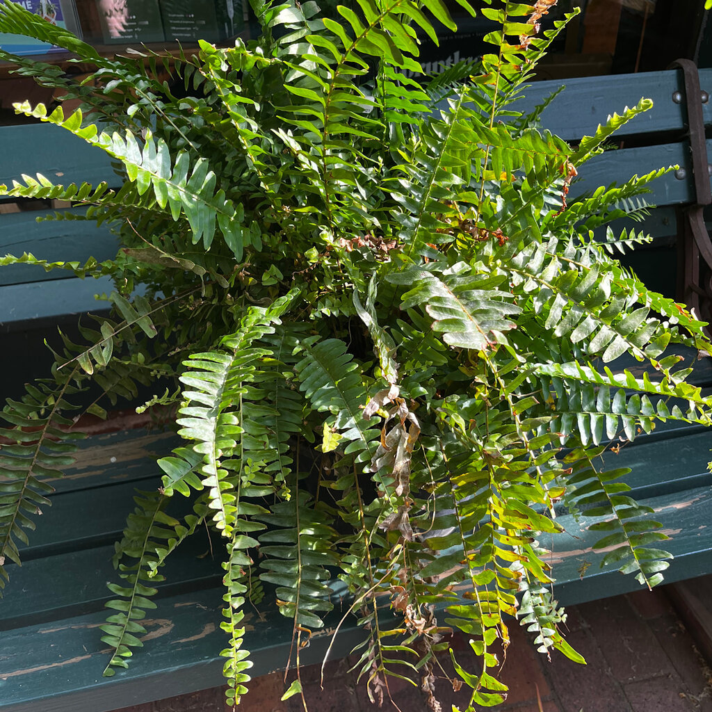 Volume One Plant- 10" Fern HB