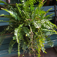 Volume One Plant- 10" Fern HB