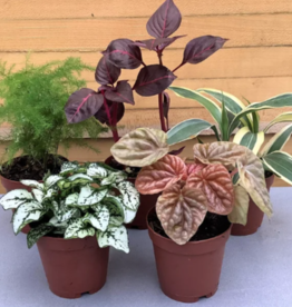 Down To Earth Plant - 2" Itty Bitty Foliage