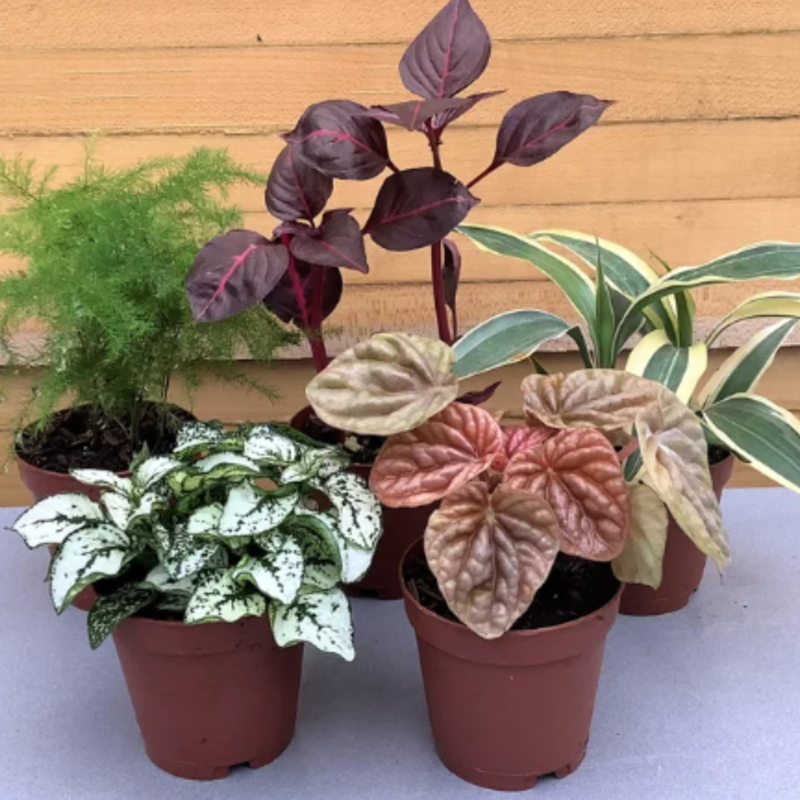 Down To Earth Plant - 2" Itty Bitty Foliage