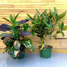 Volume One Plant - 6" Croton 'Petra'