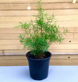 Volume One Plant - 6" Fern 'Asparagus'