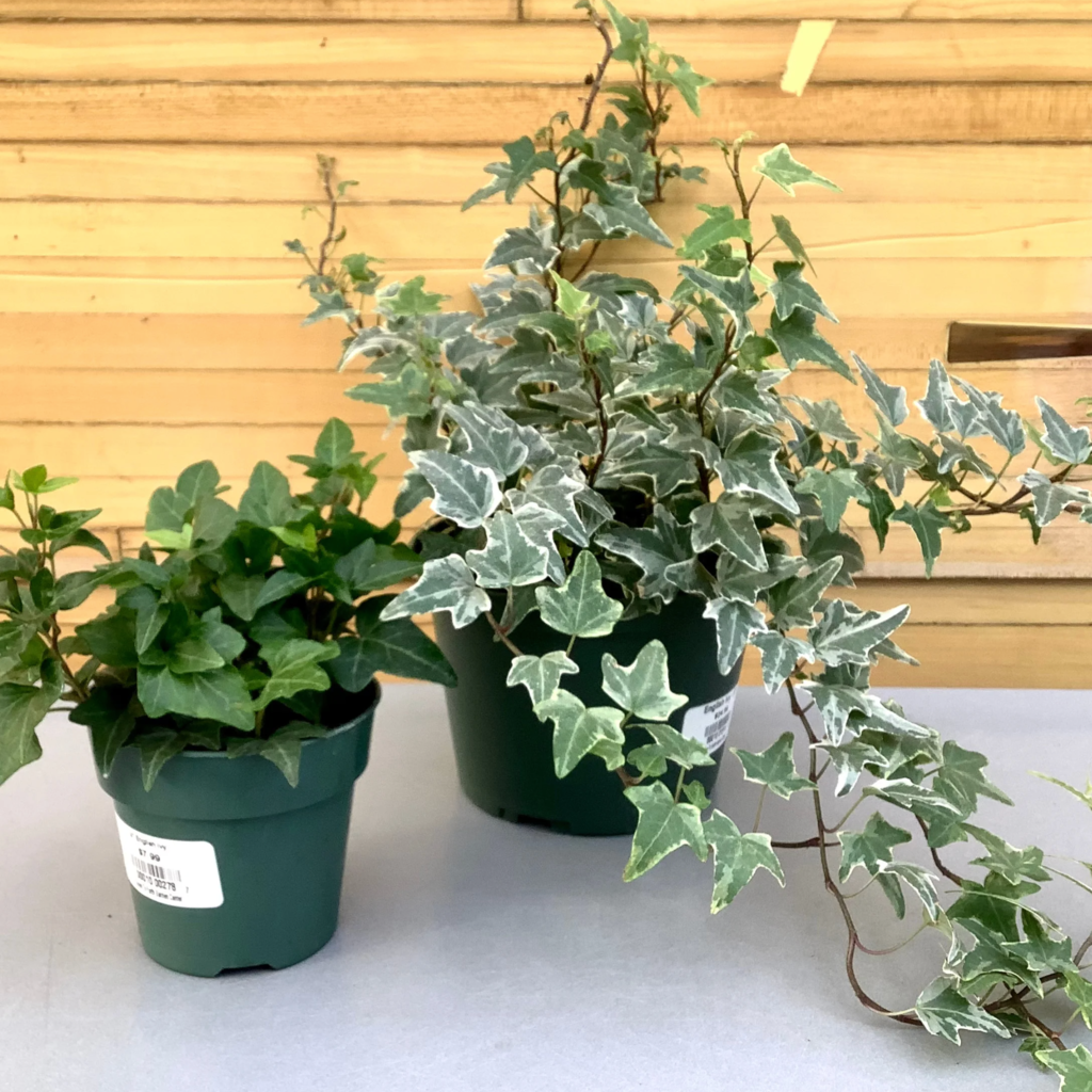 Volume One Plant - 6" Ivy 'English'