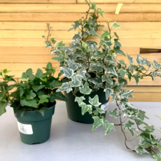 Volume One Plant - 6" Ivy 'English'