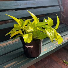 Volume One Plant - 6" Epipremnum Champ Elysees