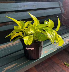Volume One Plant - 6" Epipremnum Champ Elysees