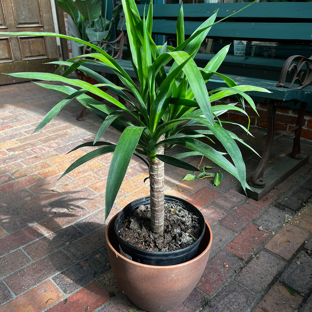 Volume One Plant - 10" Yucca Cane