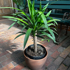 Volume One Plant - 10" Yucca Cane