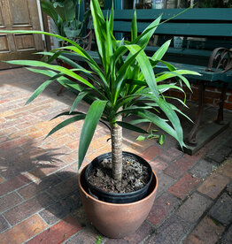 Volume One Plant - 10" Yucca Cane