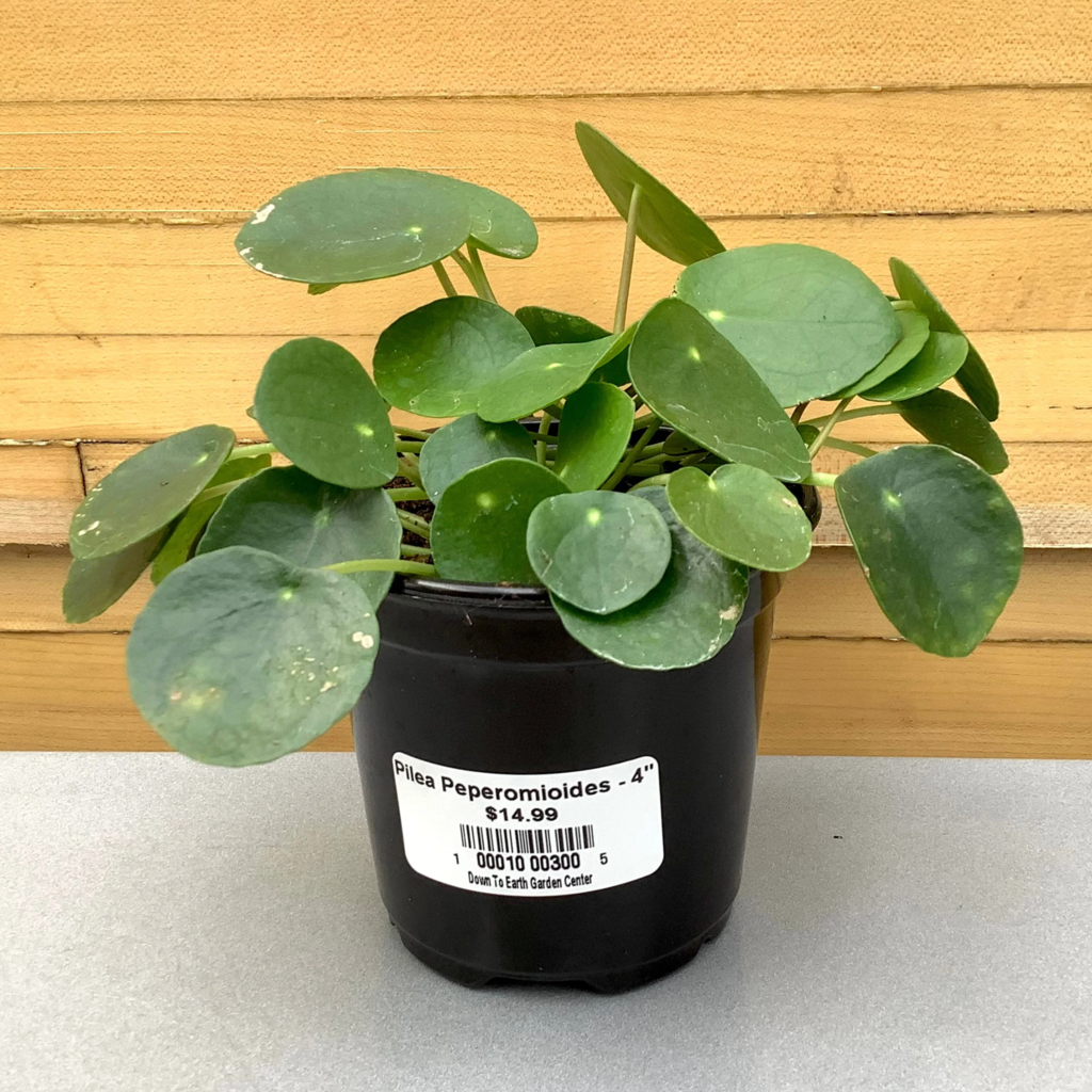 Volume One Plant - 4" Pilea Peperomioides