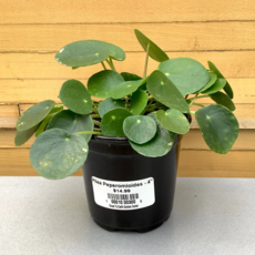 Volume One Plant - 4" Pilea Peperomioides