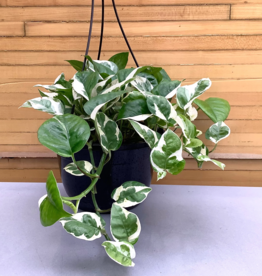 Pothos Pearl & Jade 8" HB