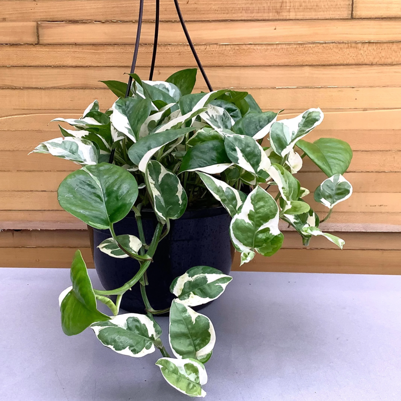 Pothos Pearl & Jade 8" HB