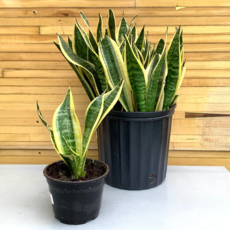 Sansevieria 'Lauren' - 10"