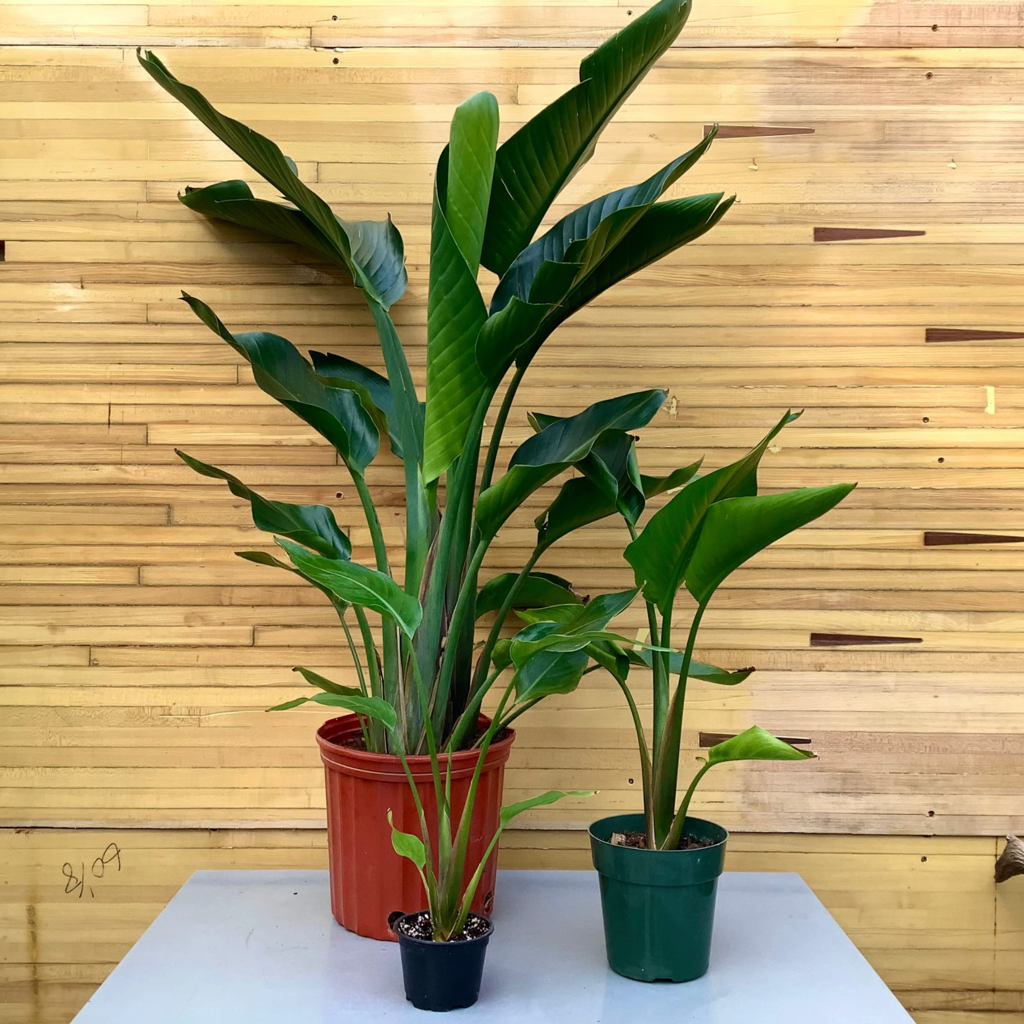 Volume One Plant - Birds of Paradise Assorted (White)