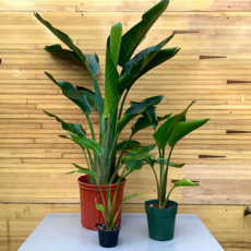 Volume One Plant - Birds of Paradise Assorted (White)