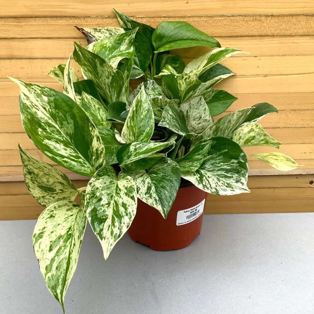 Volume One Plant - Pothos 'Marble Queen' - 6"
