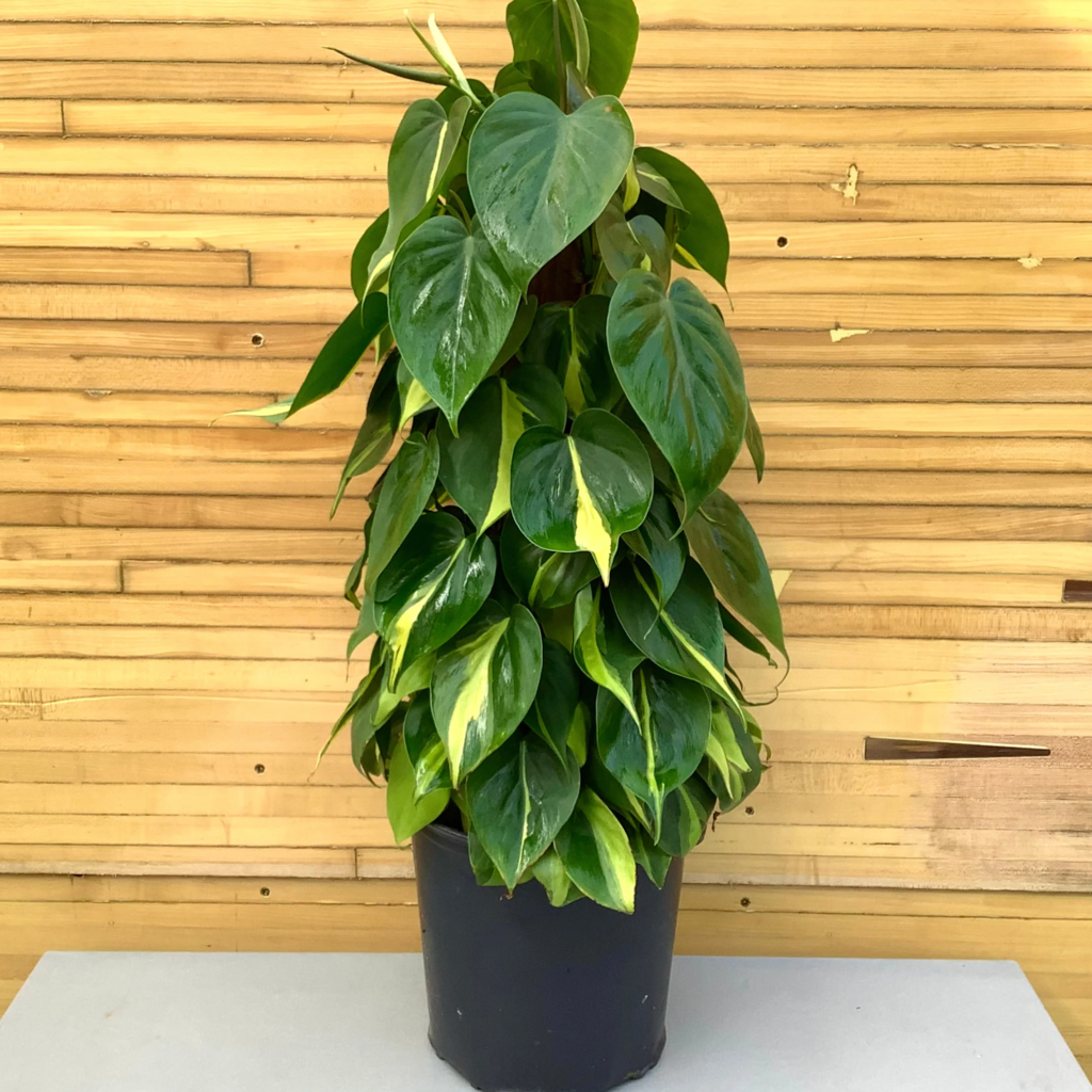 Volume One Philodendron 'Brazil' - 8" HB