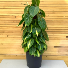 Volume One Philodendron 'Brazil' - 8" HB