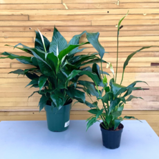 Volume One Plant - 6" Spathiphyllum 'Peace Lily