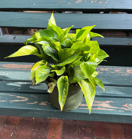 Pothos Hawaiian 6"