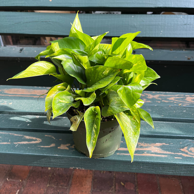 Pothos Hawaiian 6"