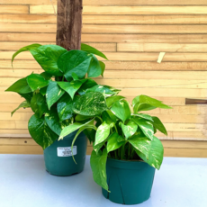 Volume One Plant - Pothos 'Golden' - 4"