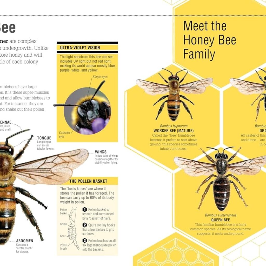 DK The Bee Book: Discover the Wonder of Bees and How to Protect Them for Generations to Come