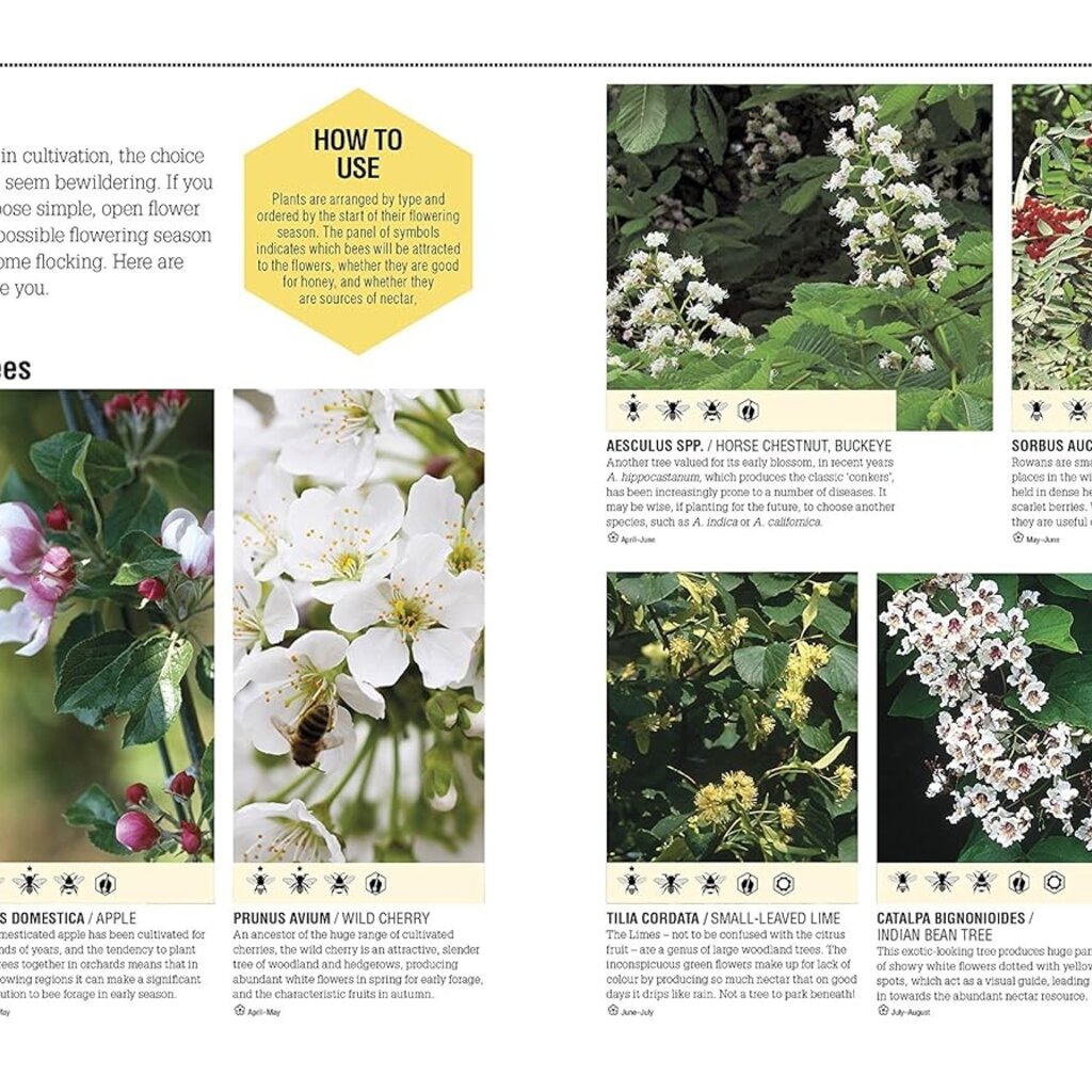 The Bee Book: Discover the Wonder of Bees and How to Protect Them for Generations to Come