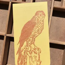 Blackbird Letterpress (Faire) Northern Goshawk Jotter Notepad