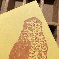 Blackbird Letterpress (Faire) Northern Goshawk Jotter Notepad