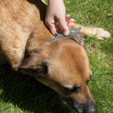 Kikkerland Tick Tool