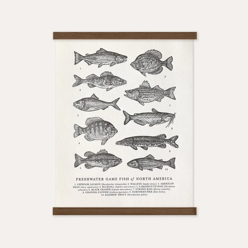 The Wild Wander (Faire) Guide to Freshwater Fish Chart (11x14)