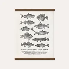 The Wild Wander (Faire) Guide to Freshwater Fish Chart (11x14)