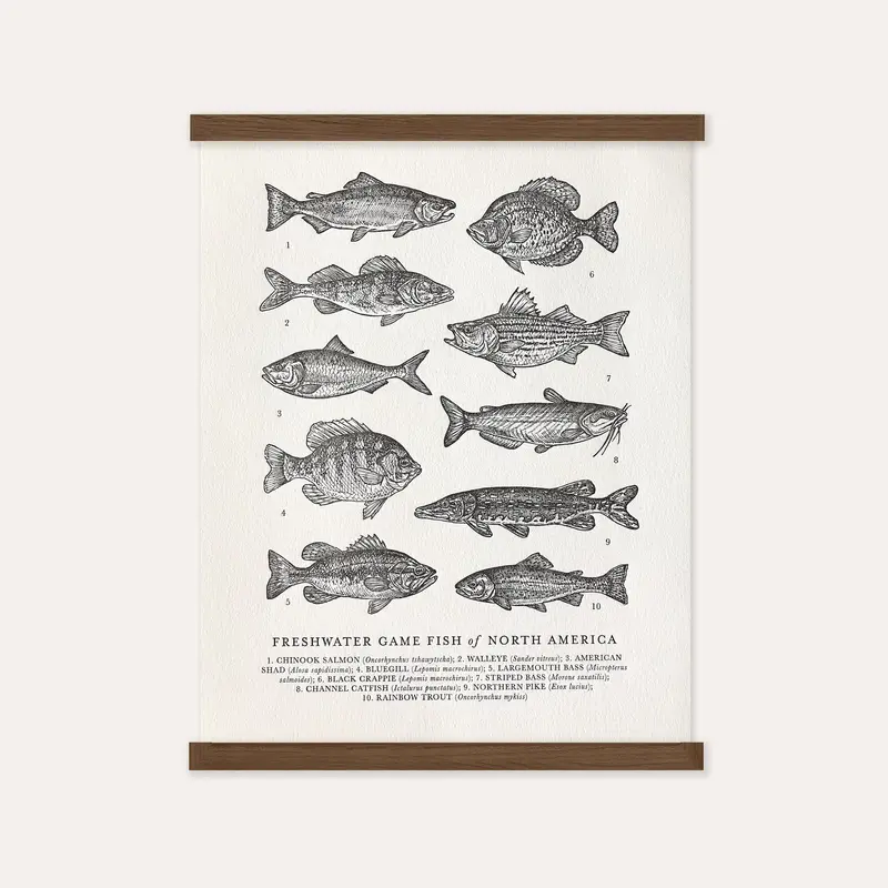 The Wild Wander (Faire) Guide to Freshwater Fish Chart (11x14)