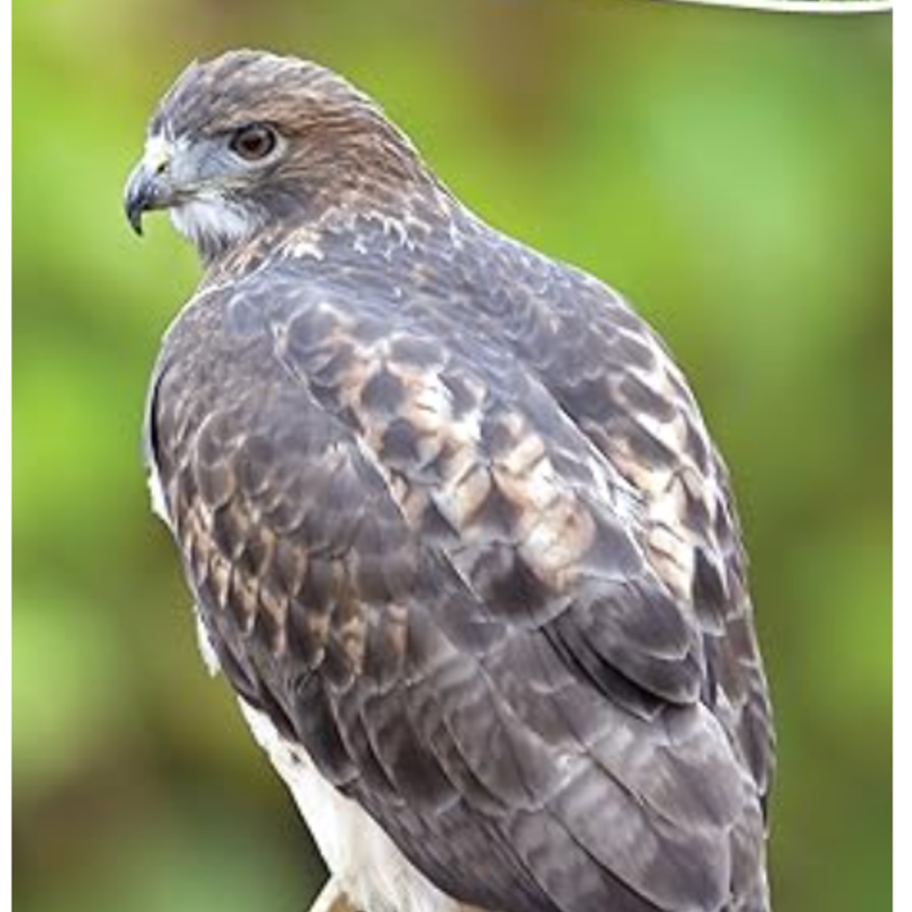 Tekiela Stan Birds of Prey of the Midwest: Your Way to Easily Identify Raptors