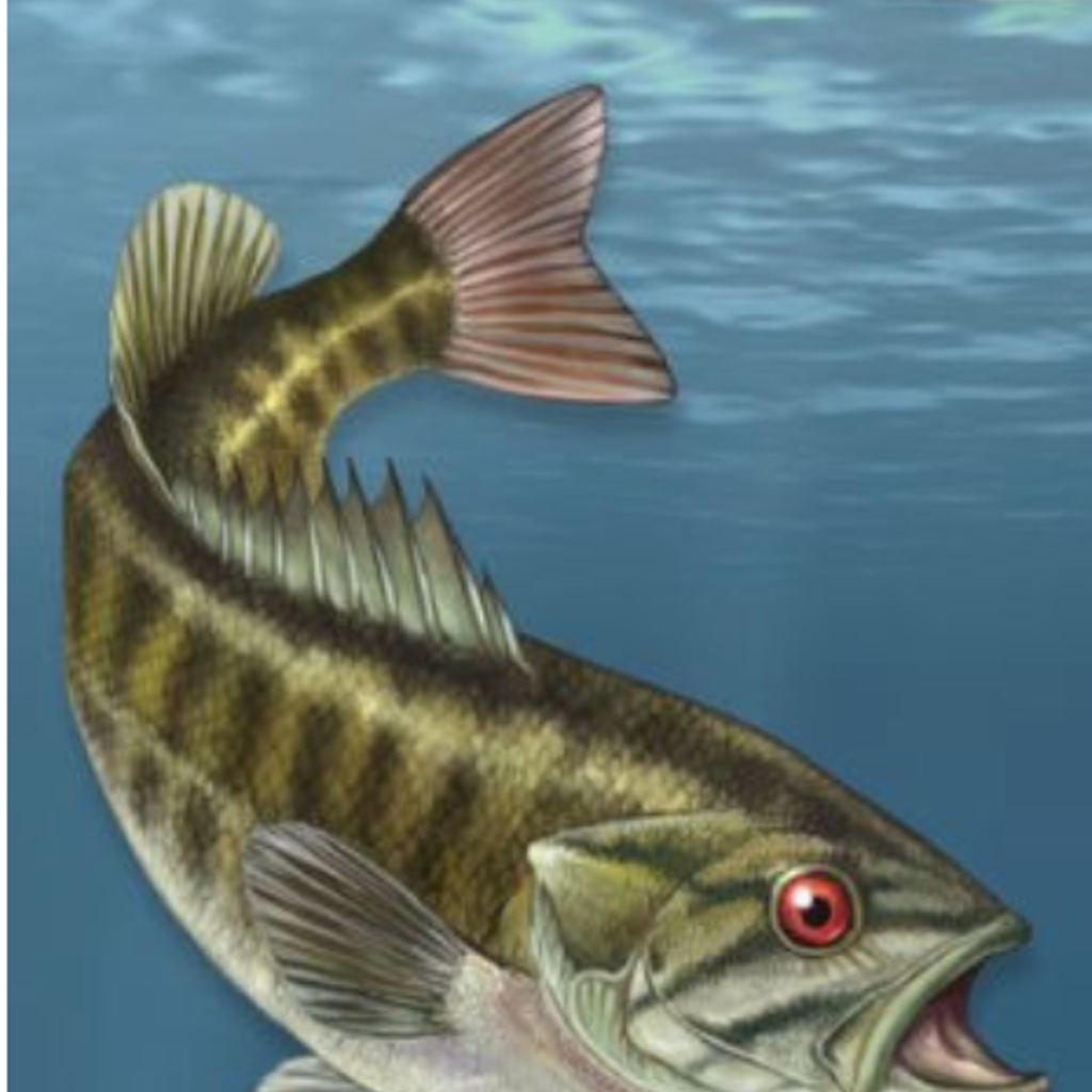 Dave Bosanko Fish of the Midwest: Your Way to Easily Identify Fish