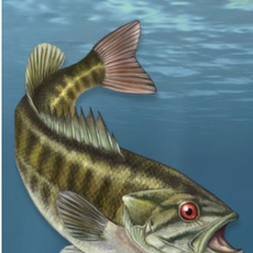 Bosanko Dave Fish of the Midwest: Your Way to Easily Identify Fish