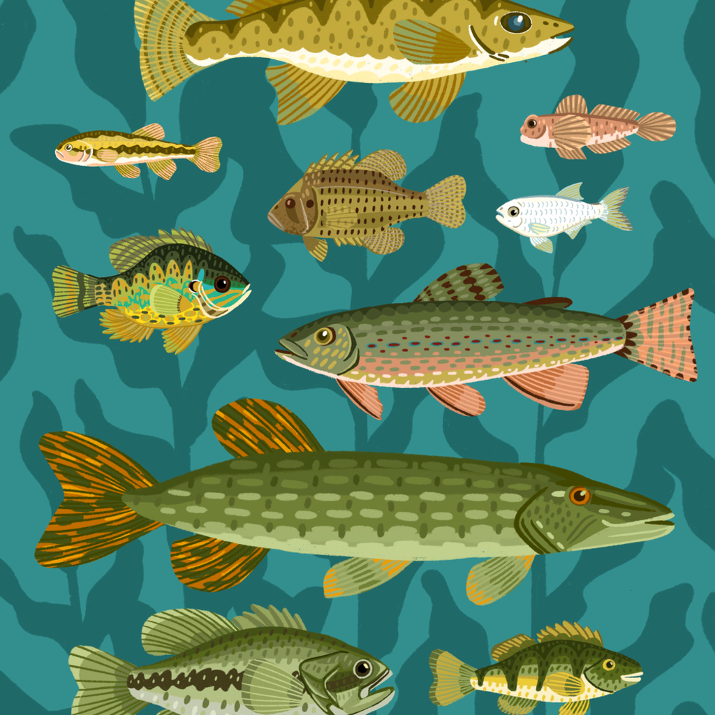 Lily Wenndt Illustration Minnesota Fish Print