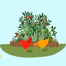 Lily Wenndt Illustration Chicken Yard Print