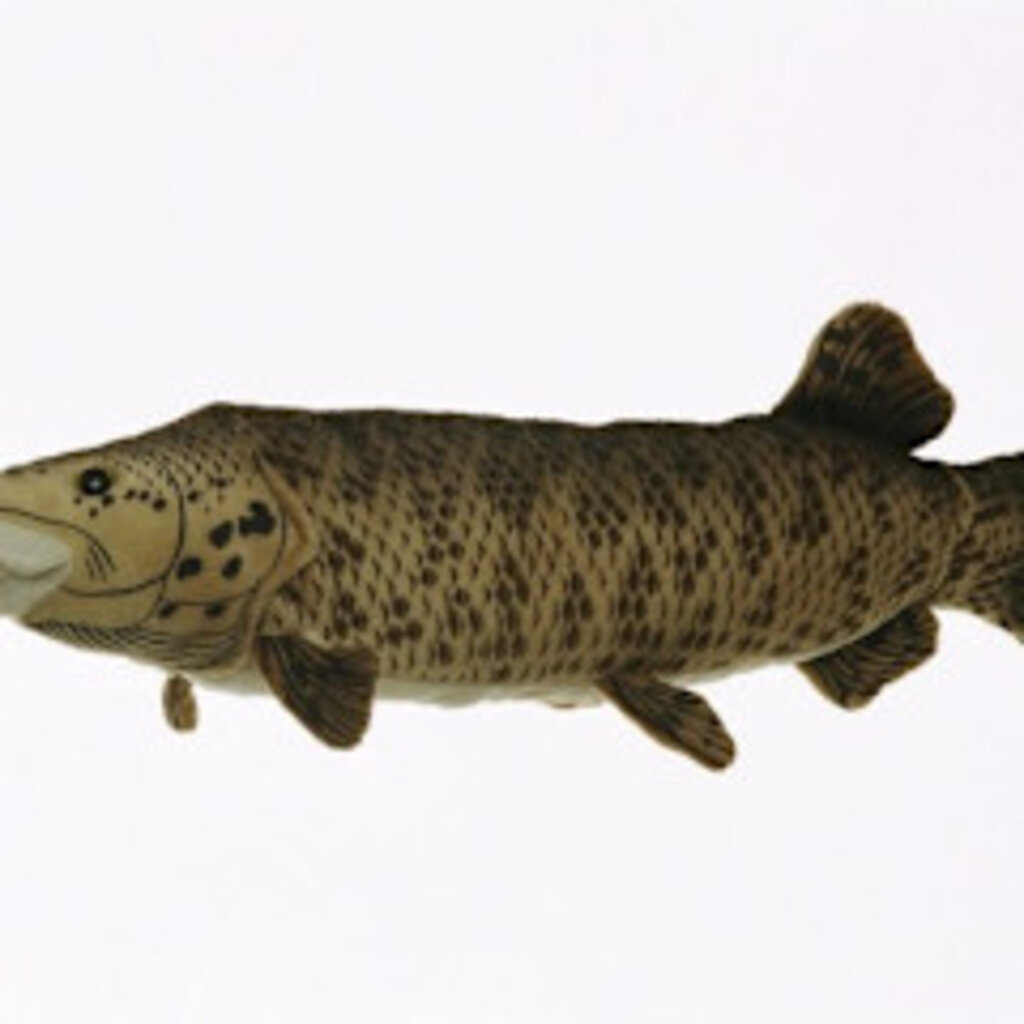 Cabin Critters Inc Plush Muskellunge 17"