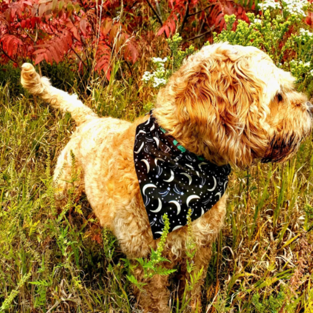 Fetching Feldys Pet Bandana