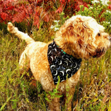 Fetching Feldys Pet Bandana