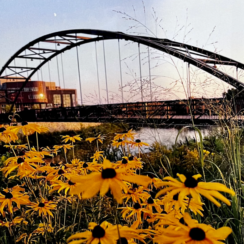 Maureen McRaith Greeting Card - Rainbow Bridge with Yellow Flowers