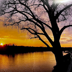 Maureen McRaith Greeting Card - Sunset on River - Tree