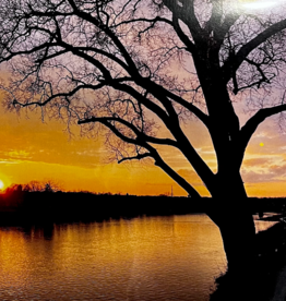 Maureen McRaith Greeting Card - Sunset on River - Tree