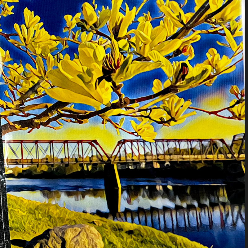Maureen McRaith Greeting Card - Yellow Magnolias - Filter
