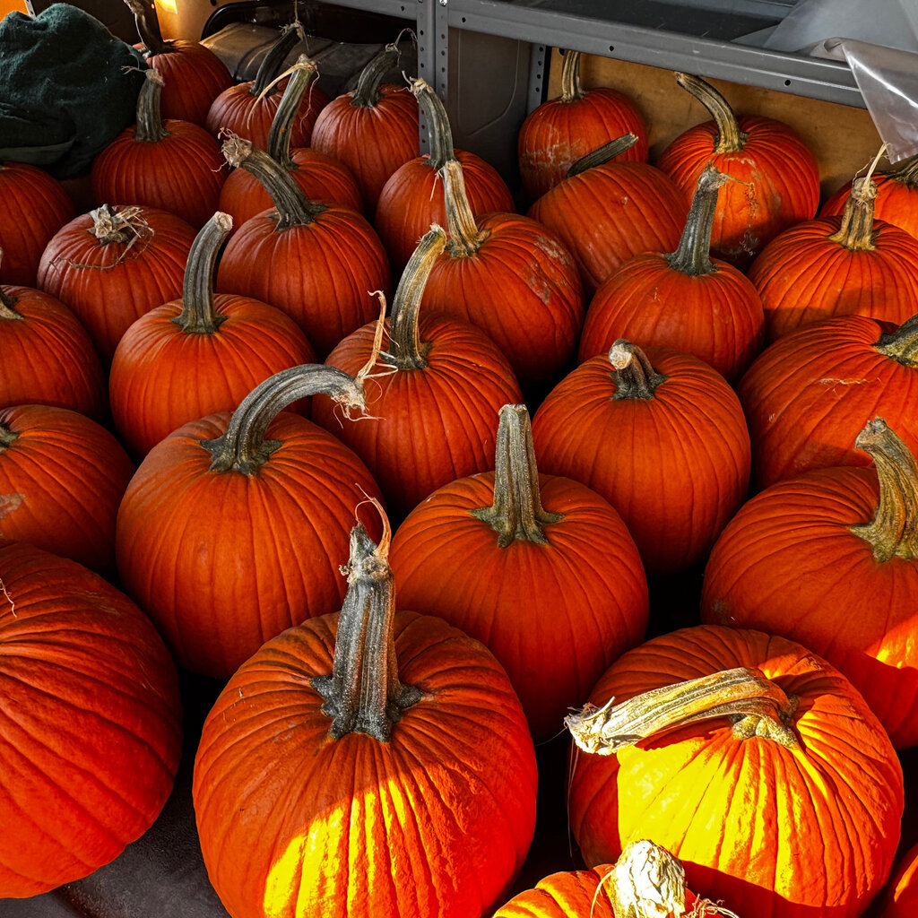 Connell's Orchard Carving Pumpkin